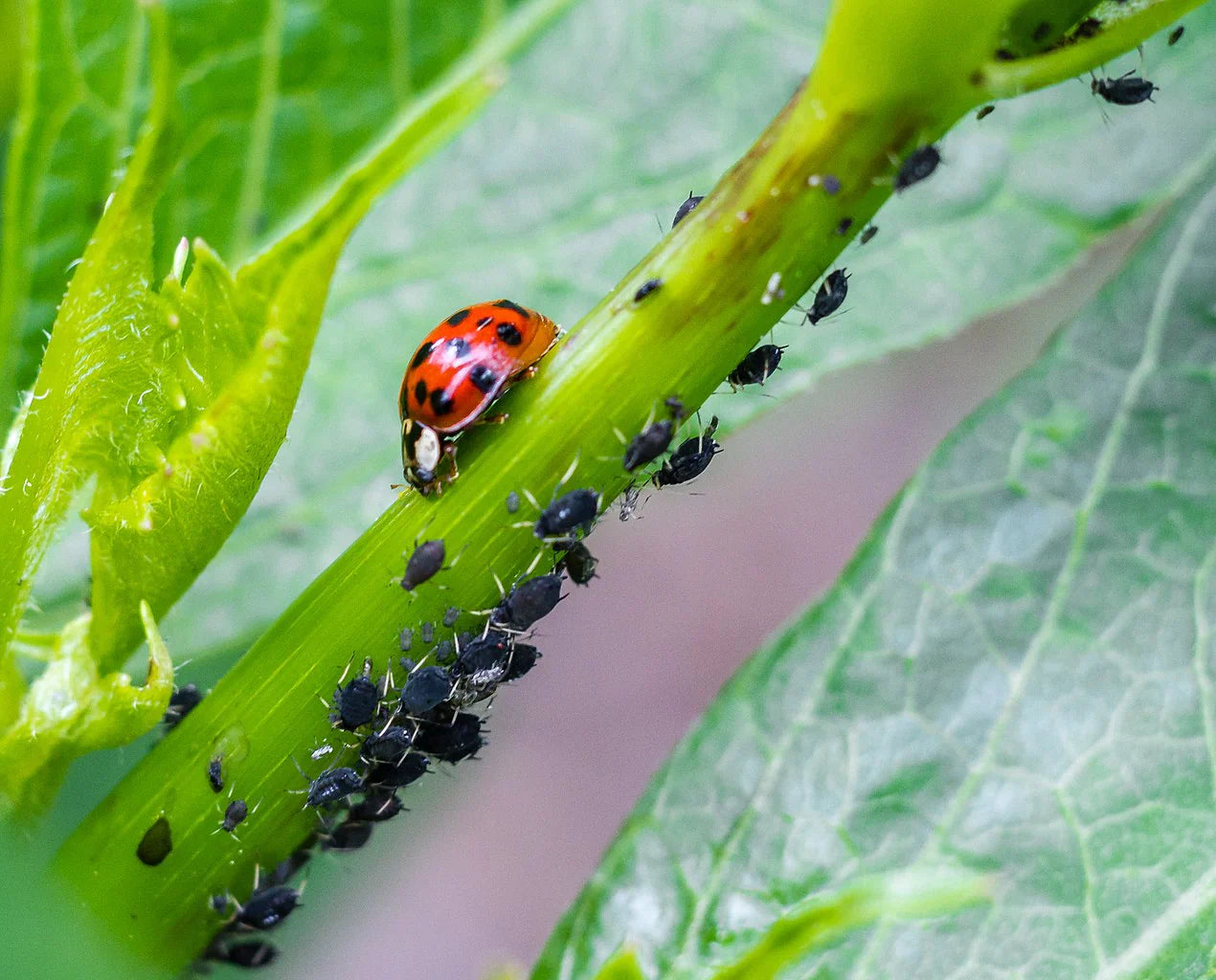 Nützlinge für Zimmerpflanzen und im Garten - Schädlingsbekämpfung ohne Chemie