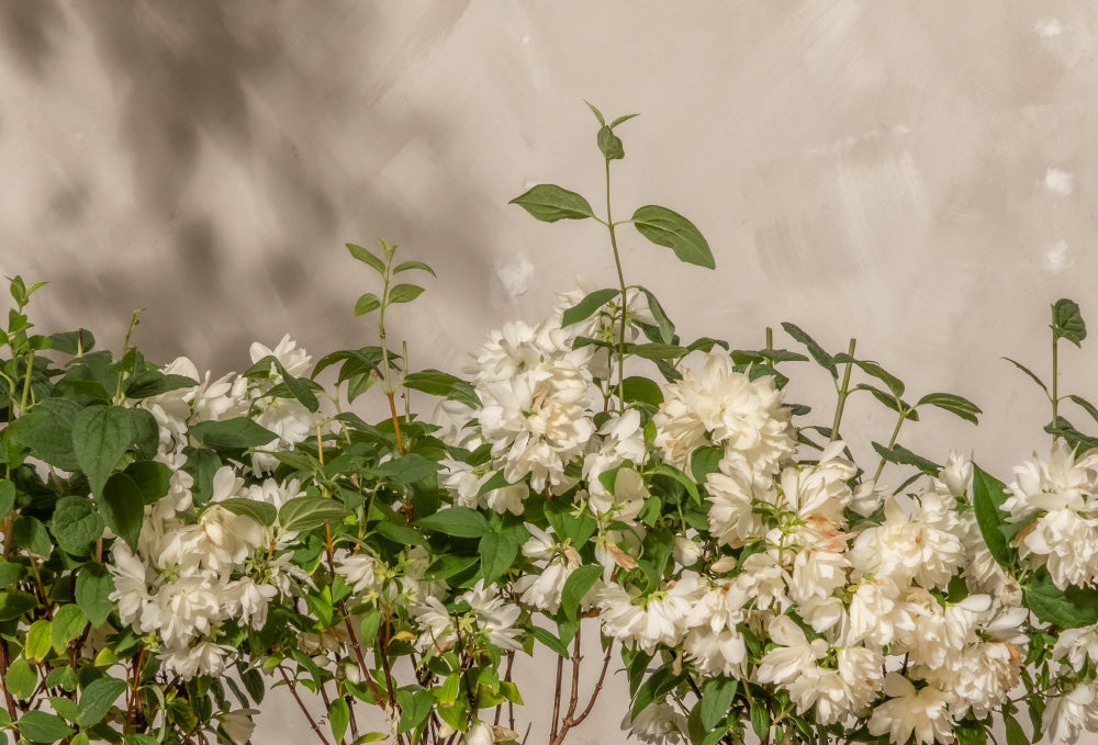 Weiße Blumen mit grünen Blättern im Sonnenlicht kontrastieren mit einer hellen, strukturierten Wand und schaffen so eine heitere und natürliche Szene.
