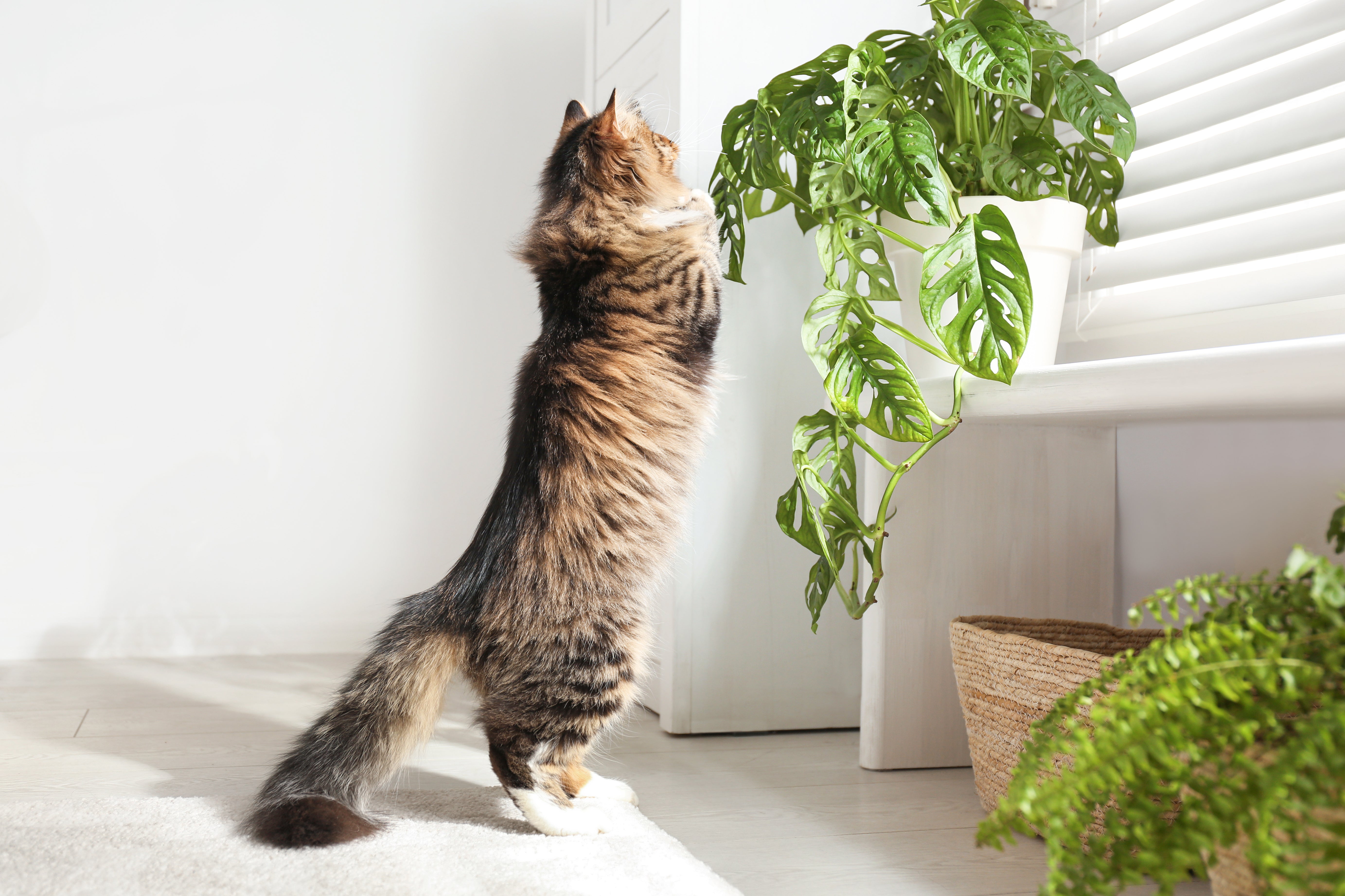 Ungiftige Pflanzen: Zimmerpflanzen, die sich mit Katze, Hund (und Kind) vertragen