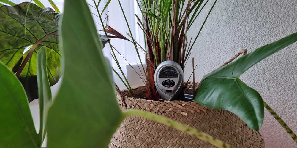 Feuchtigkeitsmesser im Korb einer Goldfruchtpalme, im Vordergrund zwei Blätter einer Alocasia zebrina