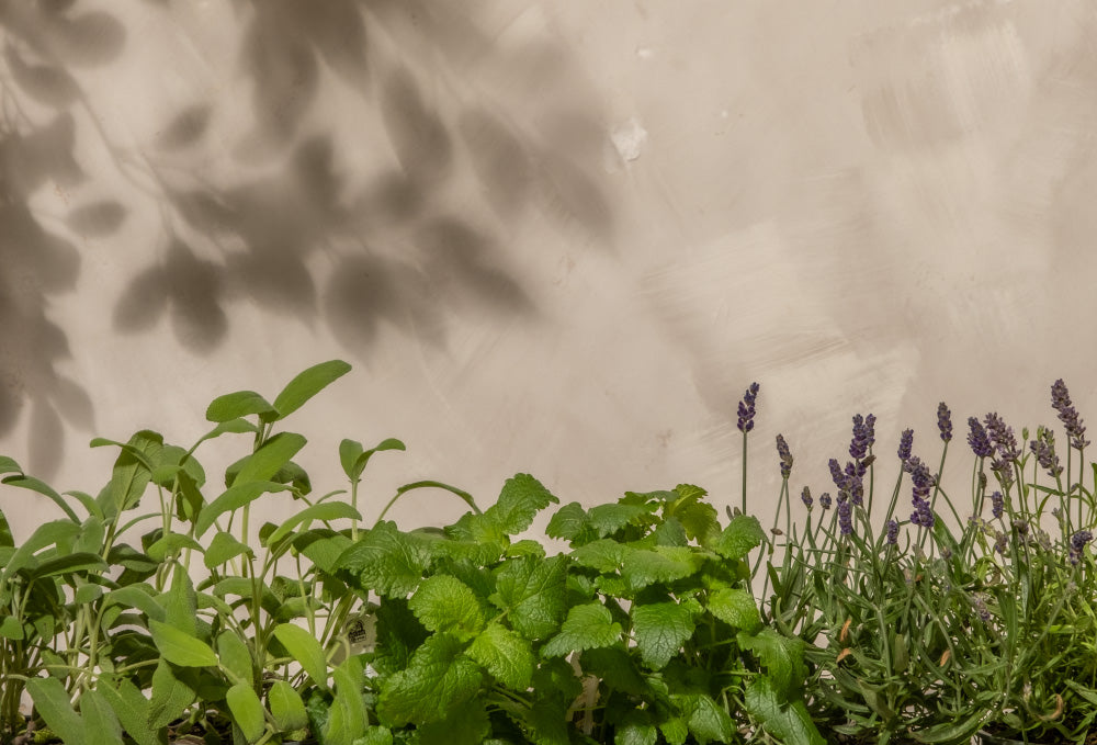Kräuter und Lavendel wachsen vor einer sonnenbeschienenen beigen Wand, über die die Blätter Schatten werfen.