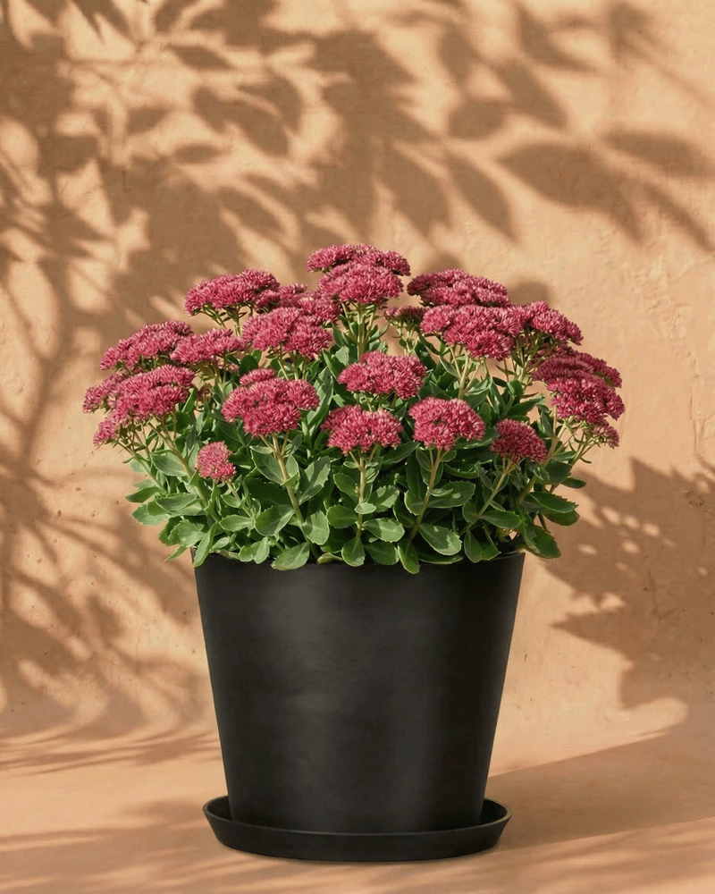 Ein schwarzer Topf zeigt ein blühendes Sedum (Rosa) mit tiefrosa Blüten und grünen Blättern vor einer beigen Wand mit Blattschatten.