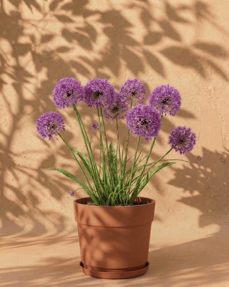 Allium (lila)