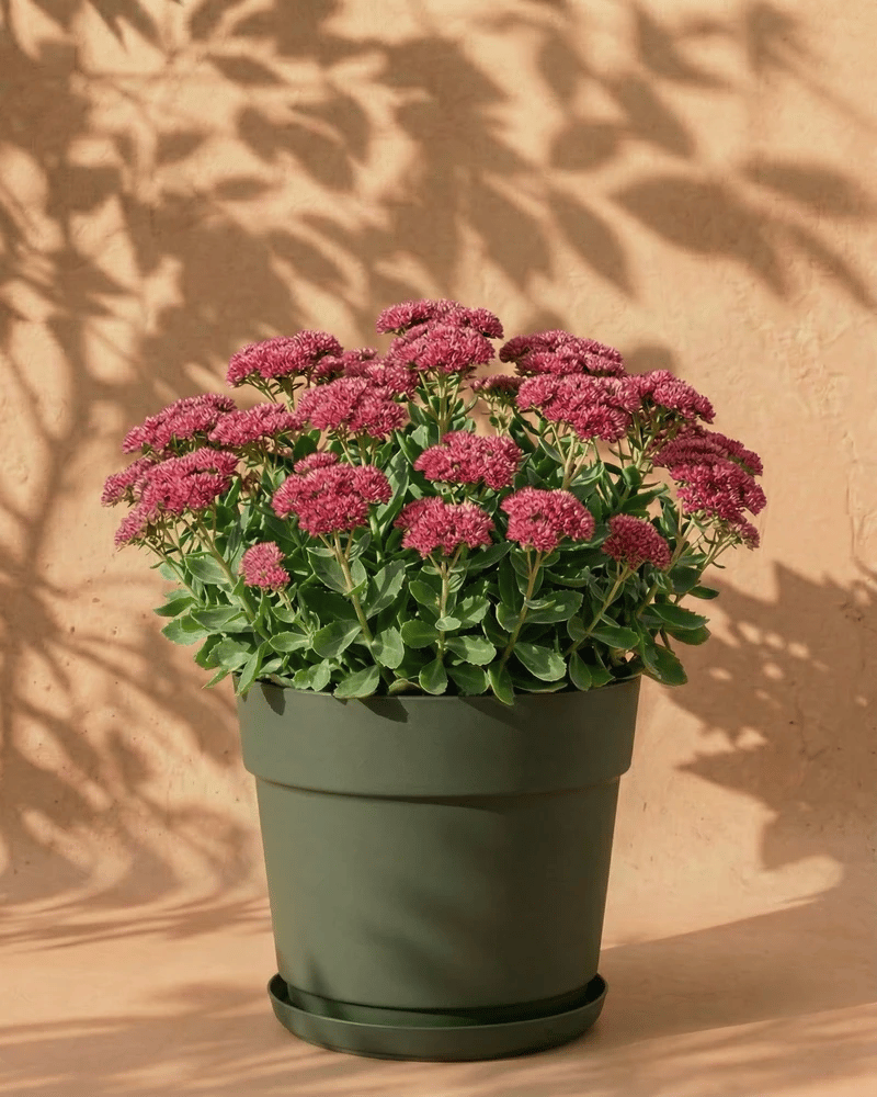 In einem grünen Topf steht ein üppiges Sedum (Rosa) mit leuchtend rosafarbenen Blütenbüscheln und grünen Blättern vor einer sonnenbeschienenen beigen Wand, die mit Blattschatten verziert ist.
