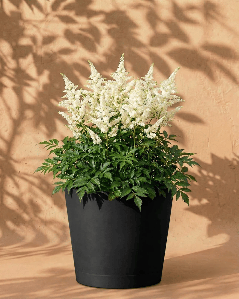 Weiße Astilbe im anthrazitfarbenen Venice-Übertopf vor einer warmen Sandsteinwand