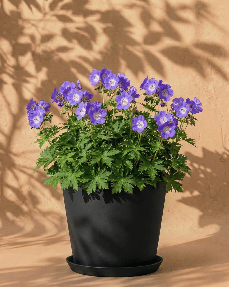 Ein schwarzer Topf mit grünem Laub und blühenden Geranien (blau) steht auf einer passenden Untertasse vor einer beigen Wand, deren Schatten ein zartes Hintergrundmuster bilden.