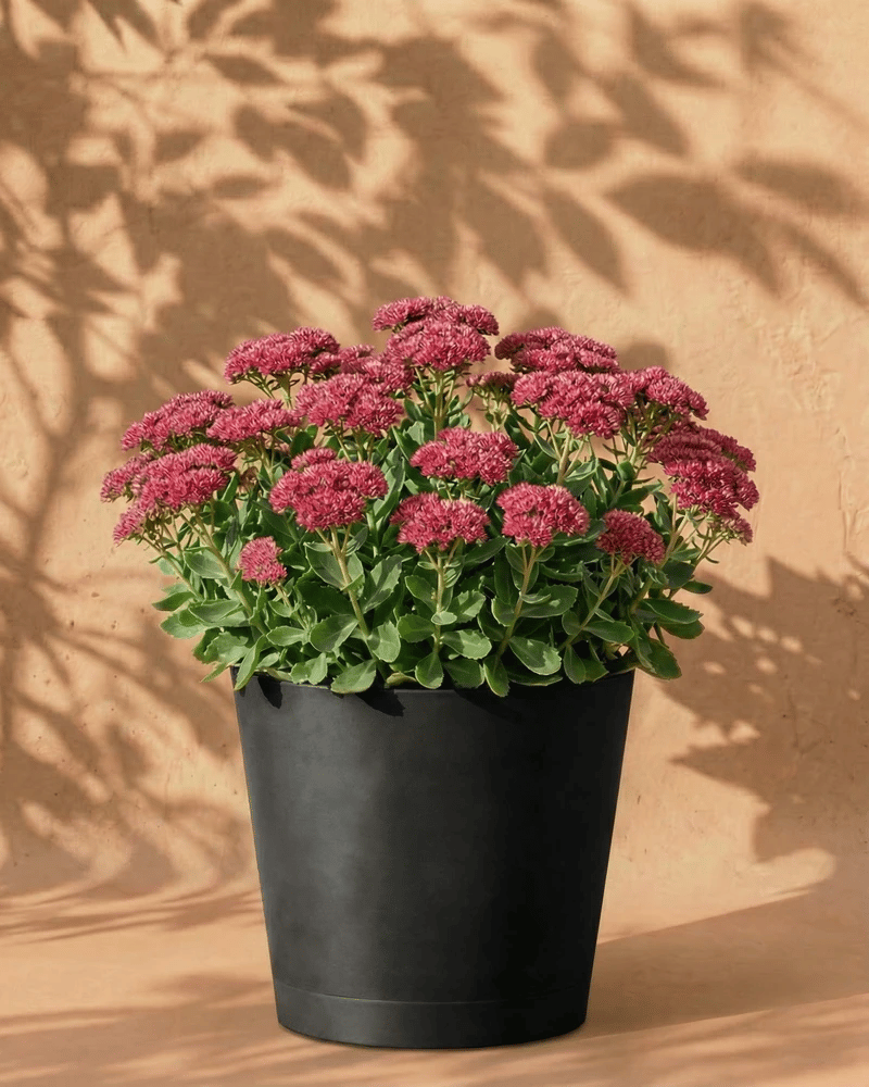 In einem schwarzen Topf steht eine üppige Sedum-Sukkulente (Rosa) mit tiefrosa Blütenbüscheln vor einer beigen Wand mit Blattschatten.