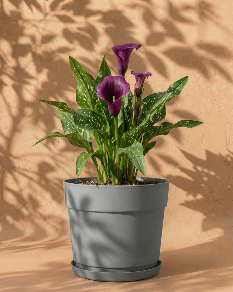 Violette Calla im grauen Bloom-Übertopf mit dekorativem Band und Untersetzer