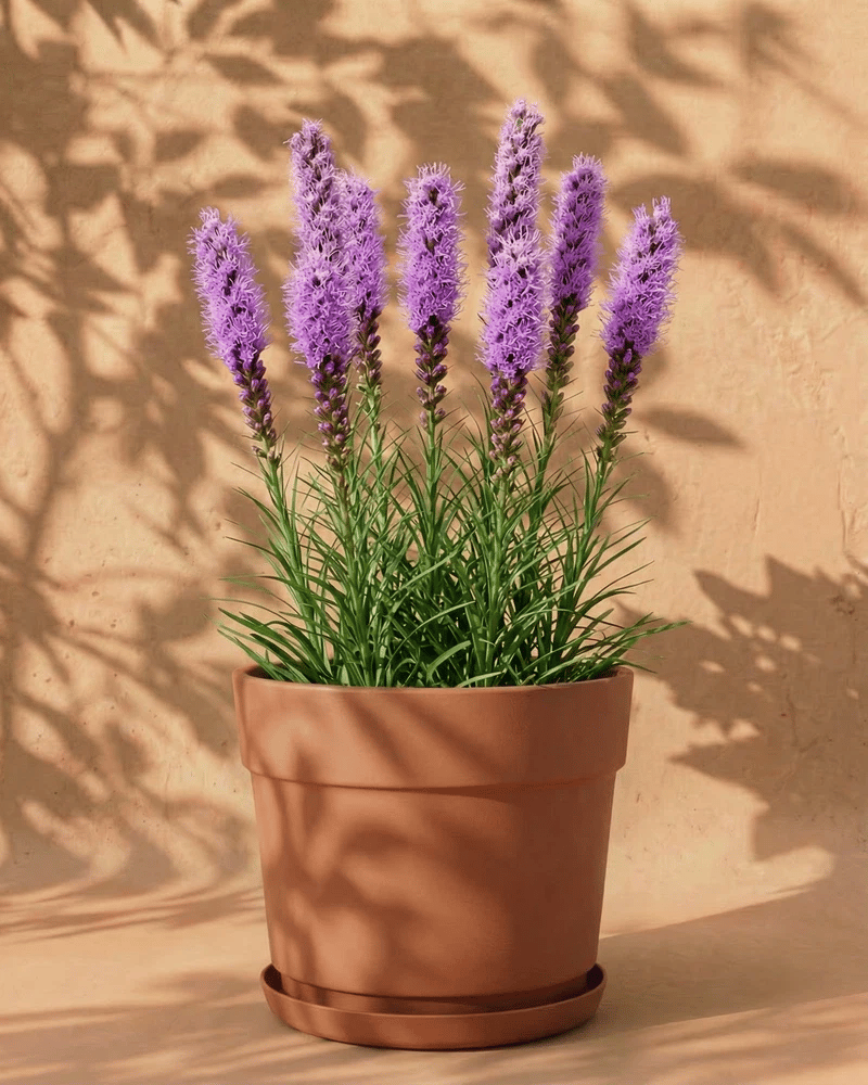 Violette Prachtscharte in verschiedenen Bloom-Übertöpfen mit dekorativer Bandverzierung auf sandfarbenem Hintergrund
