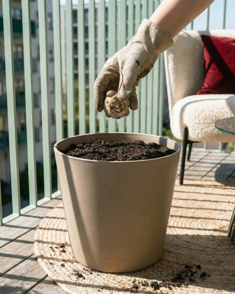 Hand pflanzt Calla-Knolle in einen beigen Topf auf einem sonnigen Balkon
