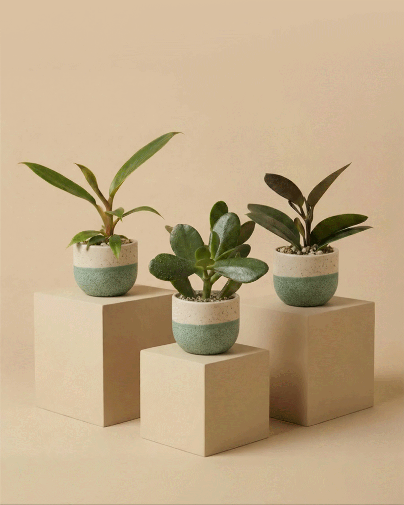 Das 3er-Set 