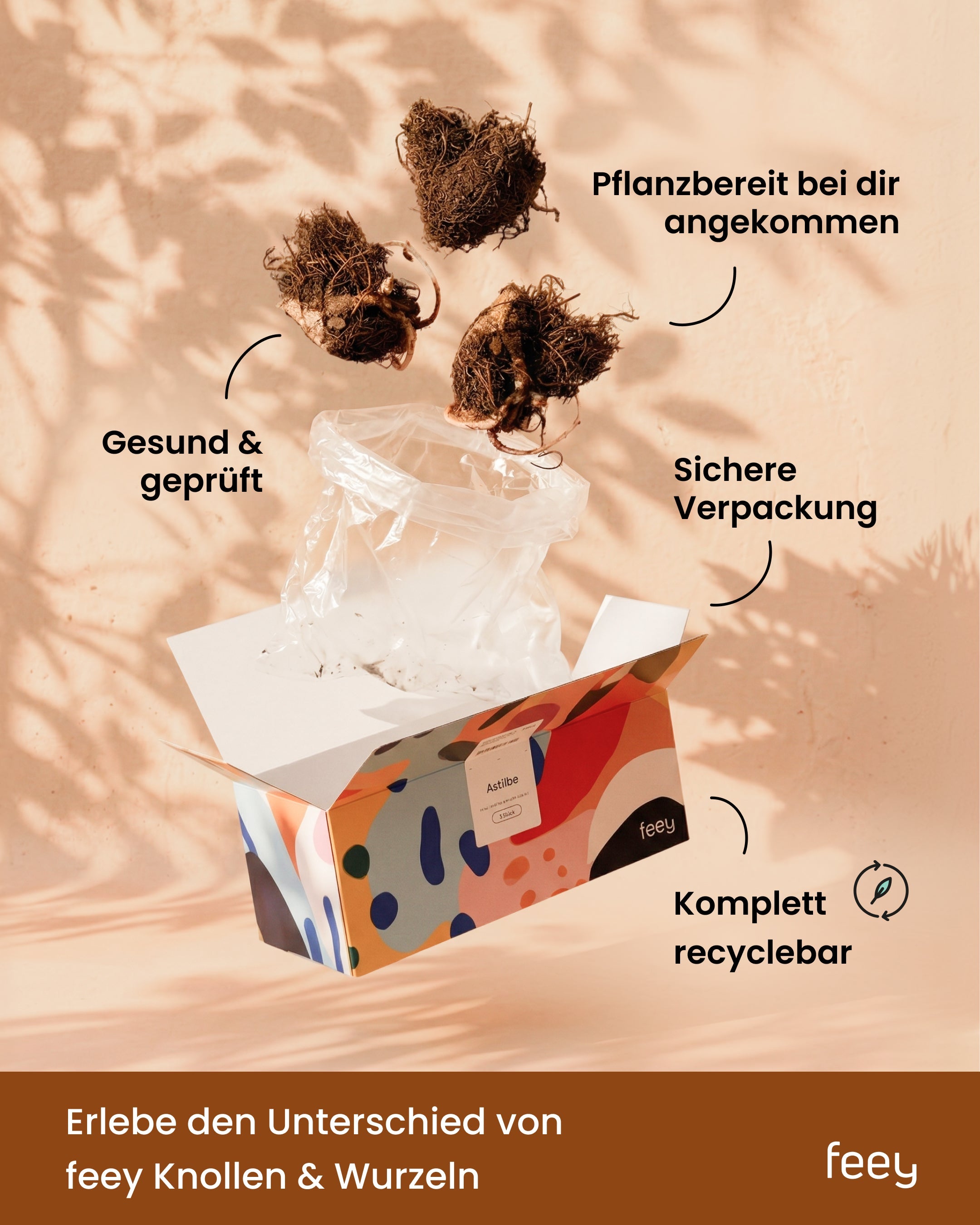 Geöffnete feey Versandbox mit Knollen – pflanzbereit, gesund geprüft, sicher verpackt und komplett recyclebar
