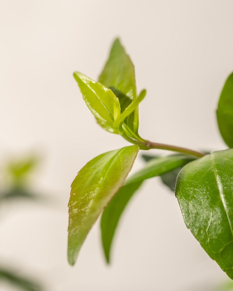 Nahaufnahme einer Abelia grandiflora mit frischen, glänzenden Blättern vor einem weichen, neutralen Hintergrund. Der Fokus liegt auf dem zentralen Stiel mit den frisch austreibenden Blättern, die ihre leuchtend grüne Farbe und ihr gesundes Aussehen hervorheben. Zarte weiß-rosa Blüten verleihen eine elegante Note.