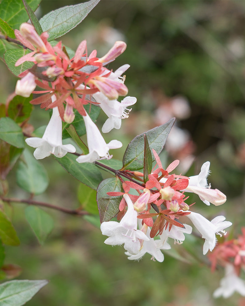 Nahaufnahme der weißen Blüten der Abelia grandiflora, die auf einem Strauch blühen. Die Abelia grandiflora hat glockenförmige Blütenblätter und rosafarbene Kelchblätter, die von dunkelgrünen Blättern umgeben sind. Der Hintergrund besteht aus weichgezeichnetem Grün, das der Szene einen asiatischen Touch verleiht.