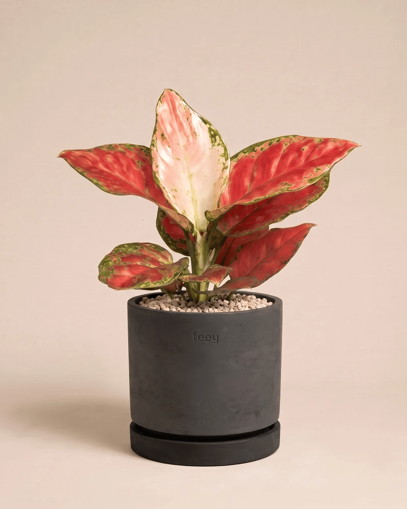 Aglaonema-Cayenne-Red-Kael