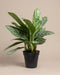 Eine buschige Aglaonema Stripes mit lanzettlichen, silbrig gestreiften Blättern steht in einem dunklen Kulturtopf vor einem schlichten beigen Hintergrund.