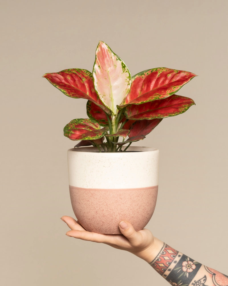 Eine tätowierte Hand hält eine Aglaonema Cayenne Red mit grünen und rosa Blättern in einem weiß-rosa Keramiktopf vor einem neutralen Hintergrund.