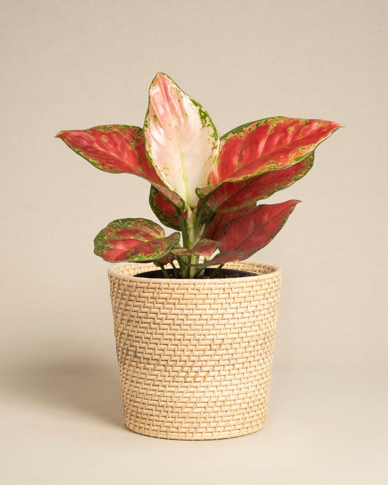 Die Aglaonema Cayenne Red zeichnet sich durch große, grün, rosa und weiß gefleckte Blätter aus, die in einem geflochtenen, korbartigen Pflanzgefäß in Beige vor einem schlichten hellen Hintergrund präsentiert werden.