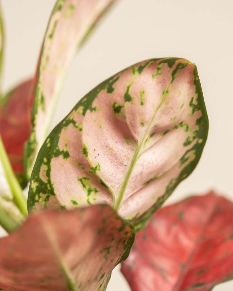 Nahaufnahme eines Aglaonema Cayenne Red-Blattes mit glatter Textur, grünen Rändern und unregelmäßiger rosa Panaschierung vor einem weichen, neutralen Hintergrund.