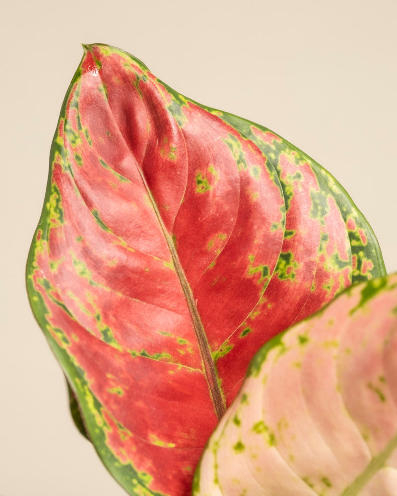Nahaufnahme eines Aglaonema Cayenne Red-Blattes mit leuchtend roter Mitte, grünen Rändern und vereinzelten grünen Flecken auf beigem Hintergrund. Ein weiteres Aglaonema Cayenne Red-Blatt ist in der unteren rechten Ecke teilweise sichtbar.