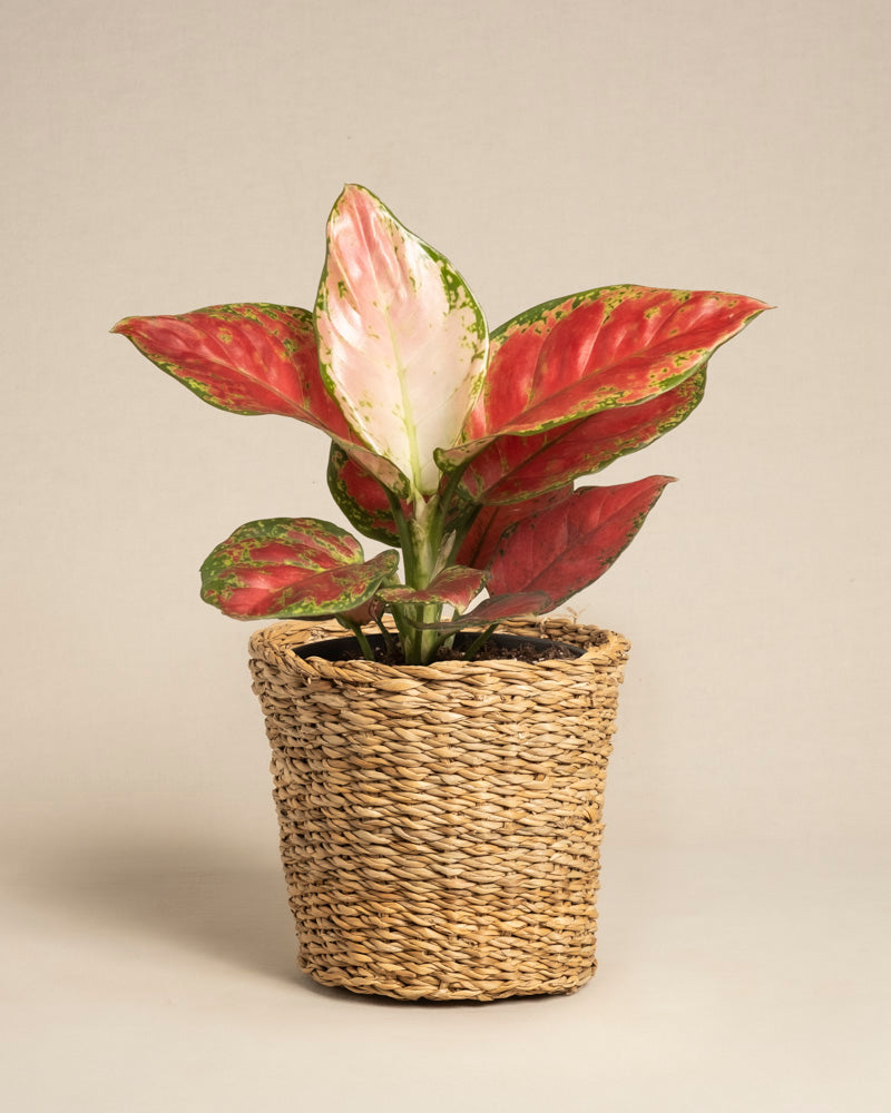 Die Aglaonema Cayenne Red mit großen, leuchtend roten, grünen und weißen Blättern steht in einem geflochtenen Korbpflanzgefäß vor einem schlichten beigen Hintergrund.