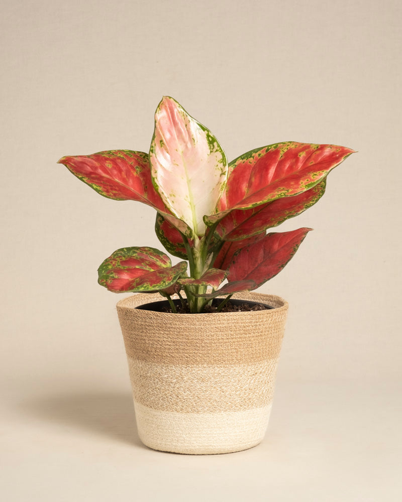 Die Aglaonema Cayenne Red mit großen grünen Blättern mit rosa und weißer Panaschierung wird in einem geflochtenen Korb mit beigen und hellbraunen Streifen vor einem schlichten hellen Hintergrund präsentiert.