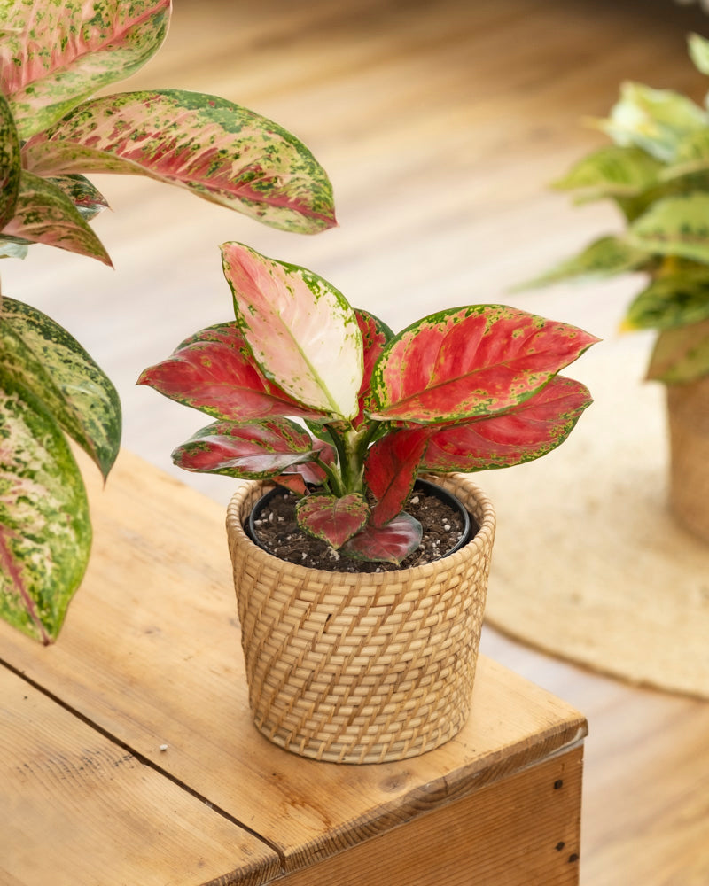 Eine Aglaonema Cayenne Red mit bunten rosa, roten und grünen Blättern steht in einem geflochtenen Pflanzkorb auf einem Holztisch und wird im Innenbereich von natürlichem Sonnenlicht beleuchtet.