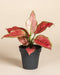 Aglaonema Cayenne Red