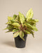 Die Aglaonema Chartreuse Pretty ist eine Topfpflanze mit breiten, grün und gelb panaschierten Blättern in einem schwarzen Kunststofftopf vor einem schlichten beigen Hintergrund.