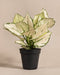 Aglaonema Kiwi