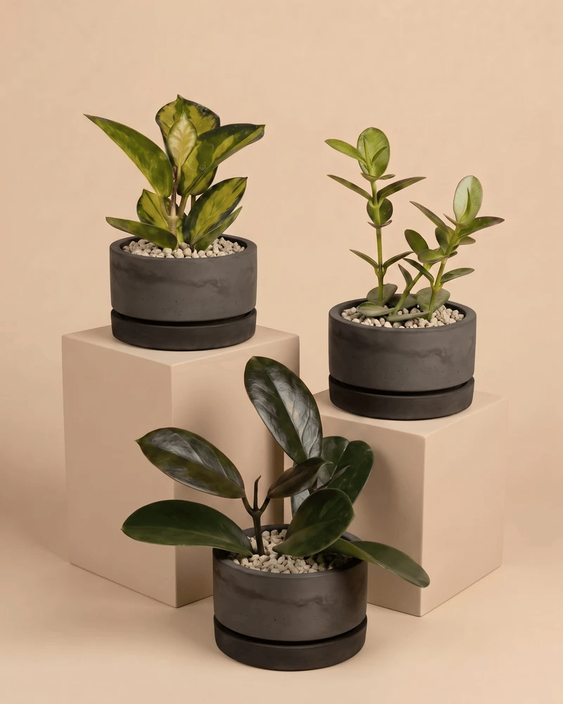 Die drei Baby Hoyas in den Kael Beton-Töpfen (7 cm) in Graphit und Grau