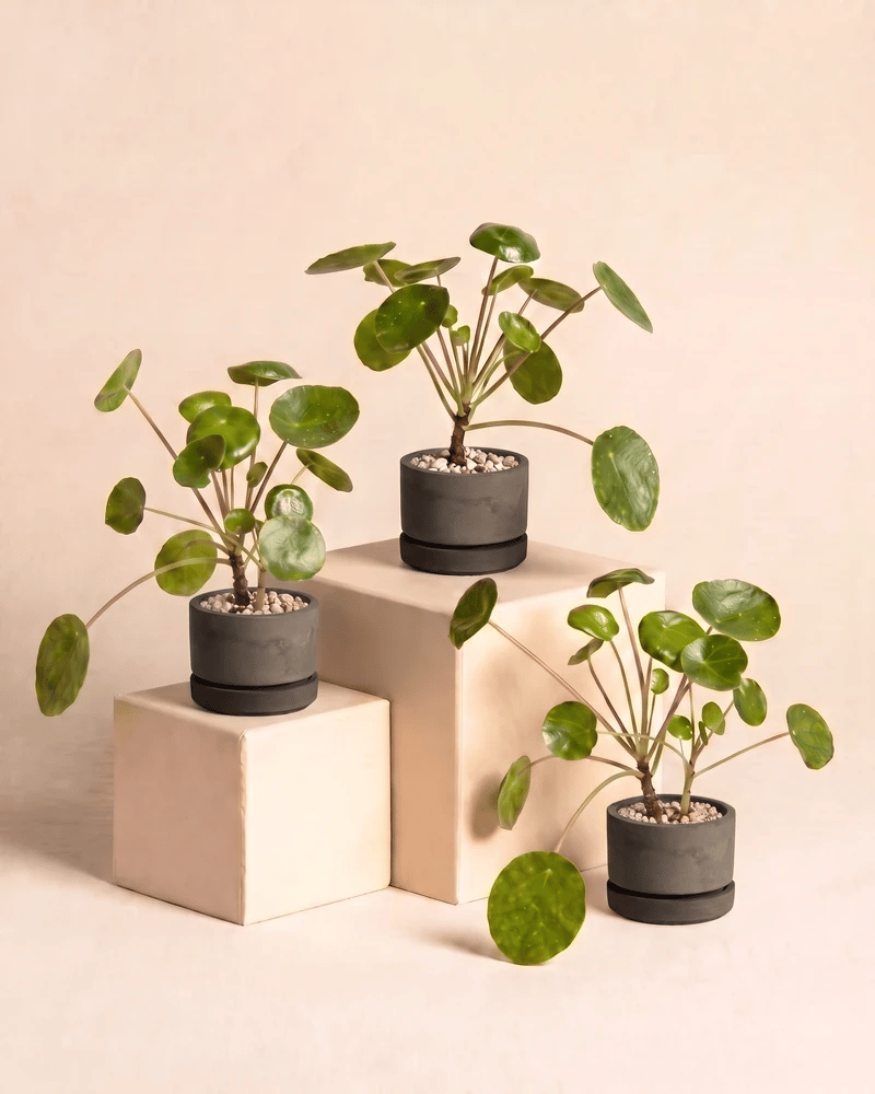 Die drei Baby Ufo Bäumchen in den Kael Beton-Töpfen (7 cm) in Graphit und Grau