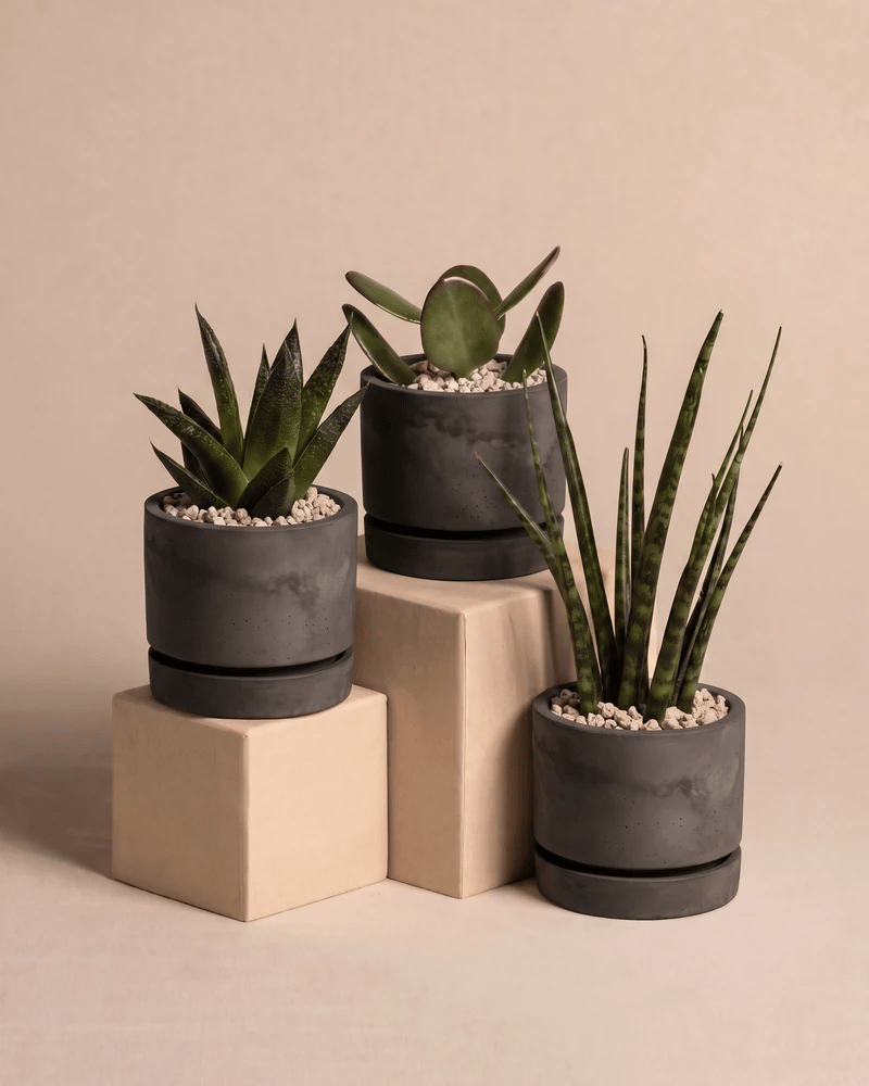 Die drei Babypflanzen für wenig Wasser in den Kael Beton-Töpfen (7 cm) in Graphit und Grau