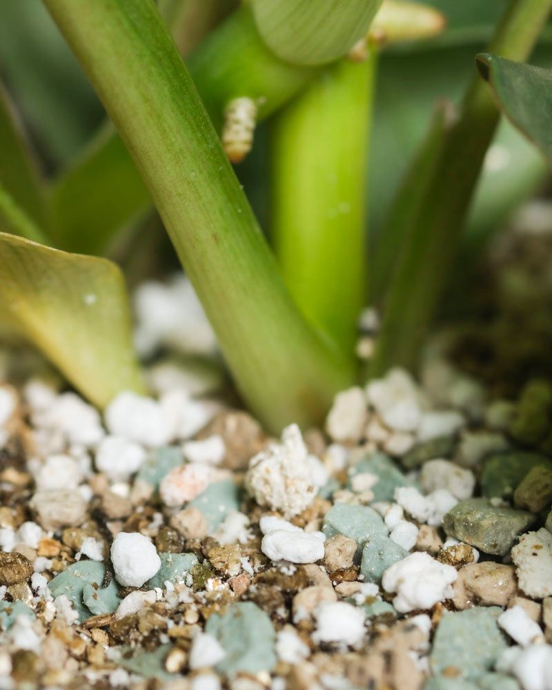 Nahaufnahme von grünen Philodendron 'Burle Marx' - fey Stämmen, die in mit weißem und blaugrauem Perlit und Mineralien angereicherter Erde wachsen, mit Schwerpunkt auf der Stielbasis und der strukturierten Oberfläche.