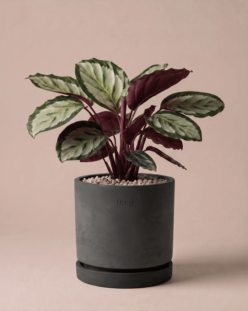 Calathea Roseopicta in den Kael Beton-Töpfen in Graphit und Grau vor beigem Hintergrund