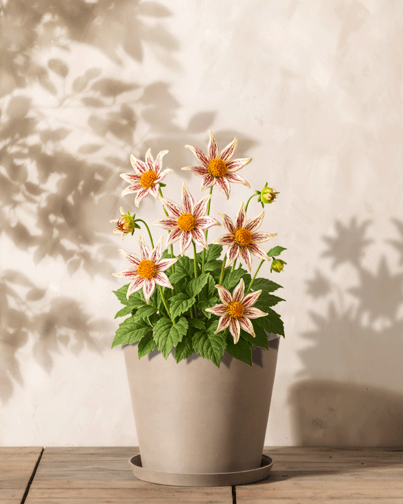 Eine Stern-Dahlie (weiß) im Topf mit mehreren sternförmigen weißen Blüten und grünen Blättern steht auf einer Holzoberfläche, weiche Blattschatten fallen auf die beige Wand dahinter.