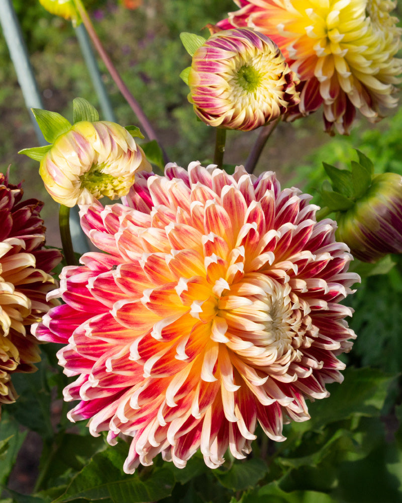 Nahaufnahme von Dahlienblüten (Orangenfäule) mit großen, mehrschichtigen roten, gelben und weißen Blütenblättern. Mehrere Blüten befinden sich in unterschiedlichen Öffnungsstadien inmitten des grünen Laubs in einer Gartenumgebung.