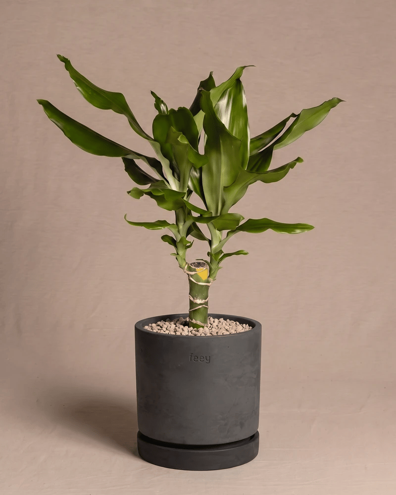 Drachenbaum in den Kael Beton-Töpfen in Graphit und Grau vor beigem Hintergrund