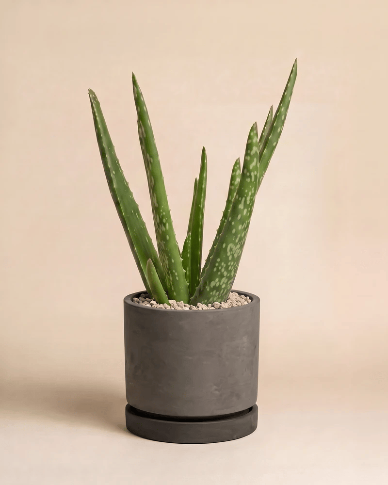 Echte Aloe in den Kael Beton-Töpfen in Graphit und Grau vor beigem Hintergrund