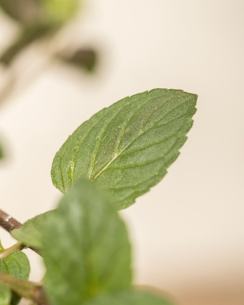 Nahaufnahme eines grünen, am Stiel befestigten Blattes der Englische Minze mit sichtbaren Blattadern. Ein leicht unscharfer Hintergrund hebt die Textur und Details der Oberfläche dieses aromatischen Krauts hervor.