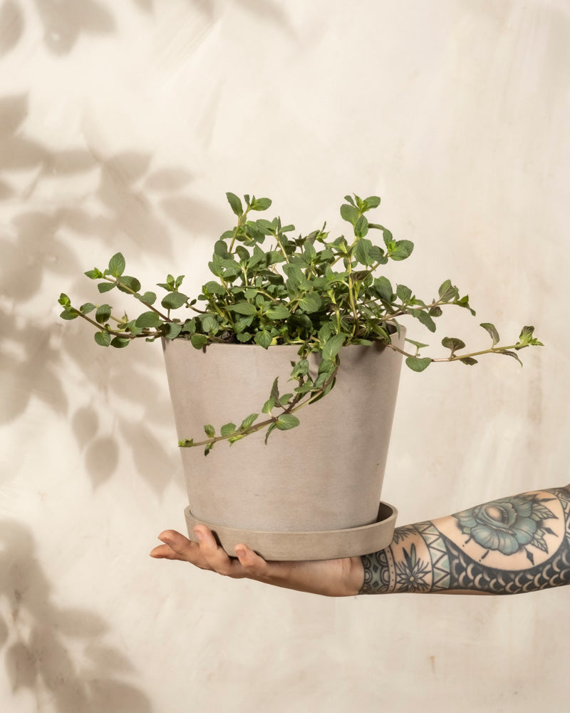 Ein tätowierter Arm hält einen beigen Blumentopf mit grünen Ranken aus Englische Minze hoch, vor einem hellen, strukturierten Hintergrund.