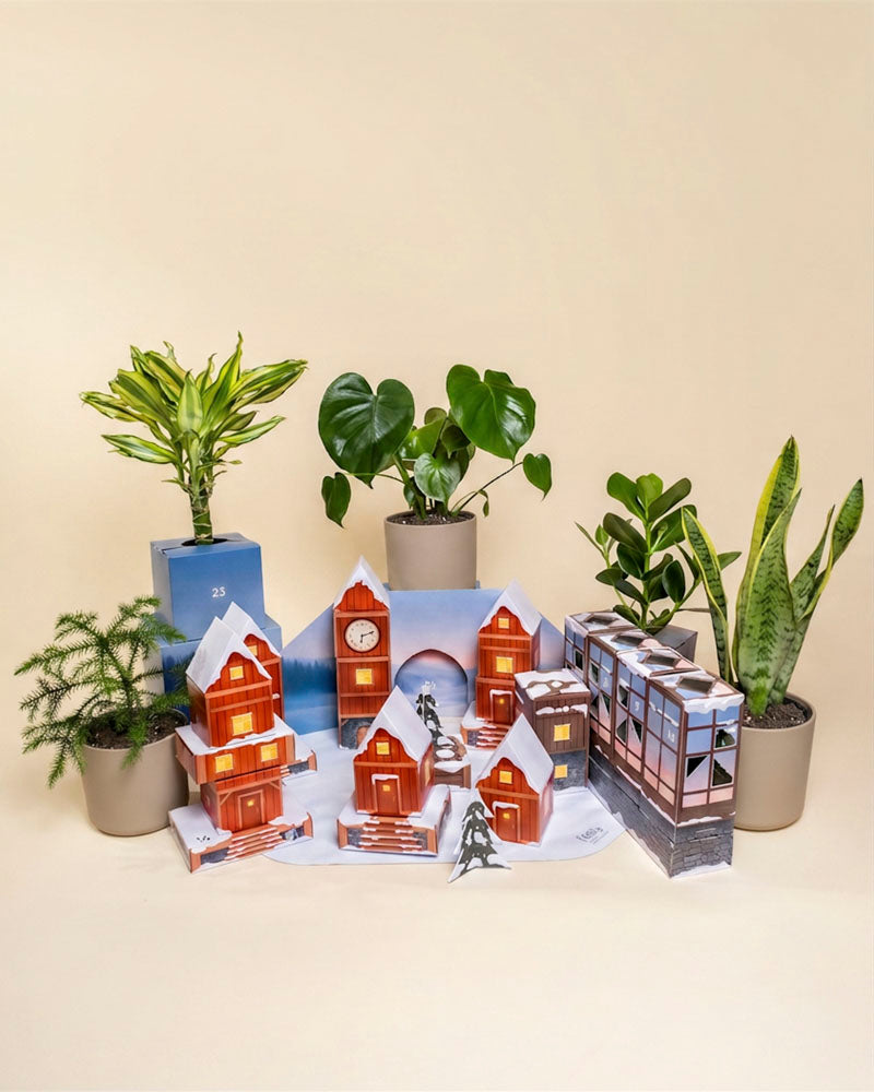 Eine festliche Auslage zeigt getopfte Zimmerpflanzen, einen Pflanzen-Adventskalender (Dschungel-Version) mit Mini-Häuschen und einen kleinen Tannenbaum auf einem runden Tisch, umrahmt von Vorhängen und roten Winterbeeren davor.