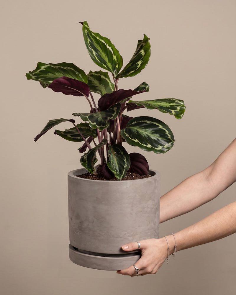 Calathea Roseopicta