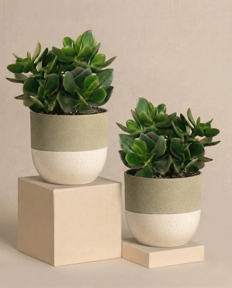 Das Geldbaum-Duo besteht aus zwei kleinen grünen Jade-Pflanzen in modernen beigen und hellolivfarbenen Töpfen, die auf hellen geometrischen Plattformen vor einem neutralen Hintergrund stehen.