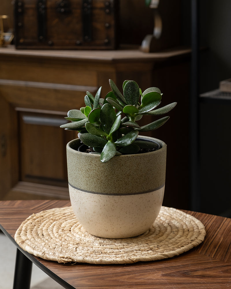 Ein eingetopfter Geldbaum mit dicken, ovalen Blättern ruht auf einer geflochtenen Matte auf einem Holztisch, während ein dunkler Holzschrank im Hintergrund die Schönheit dieser Crassula ovata perfekt hervorhebt.
