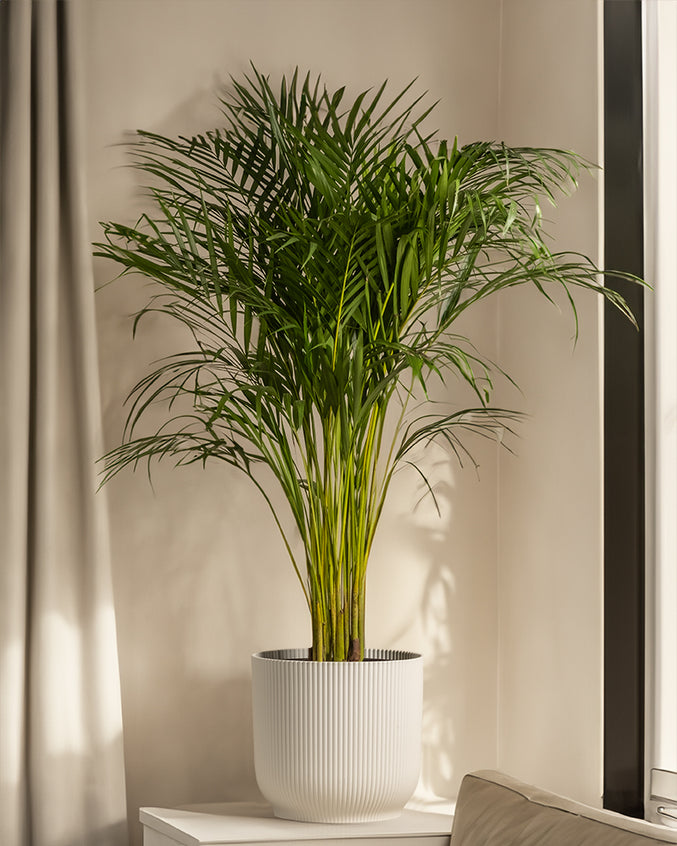 Goldfruchtpalme XL auf einem Podest im Wohnzimmer