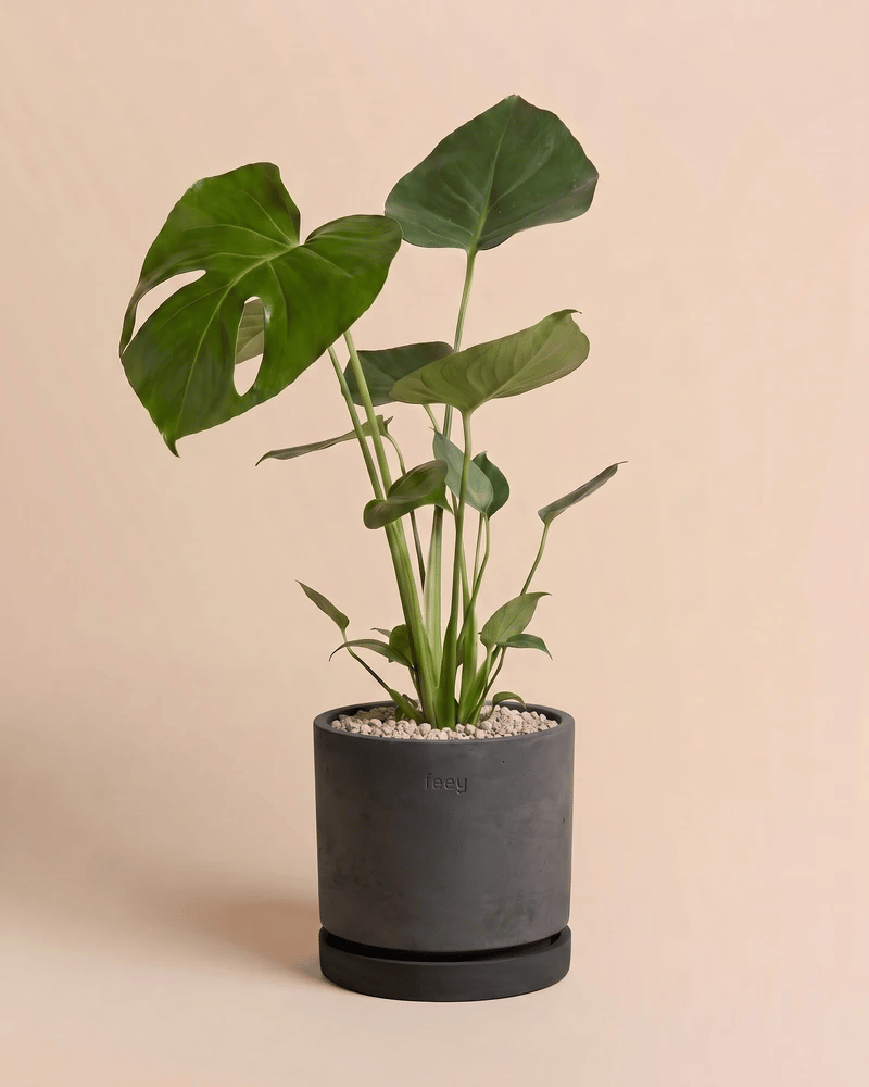 Grosse Monstera in den Kael Beton-Töpfen in Graphit und Grau vor beigem Hintergrund