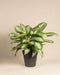 Eine üppige Große Aglaonema Silver Bay mit breiten, silbrigen Blättern mit hellgrüner Mitte und dunkelgrünen Rändern steht in einem einfachen schwarzen Topf vor einem schlichten beigen Hintergrund.