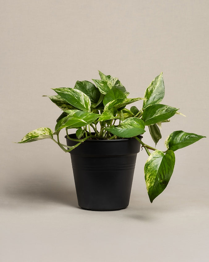 Große Efeutute Marble Queen