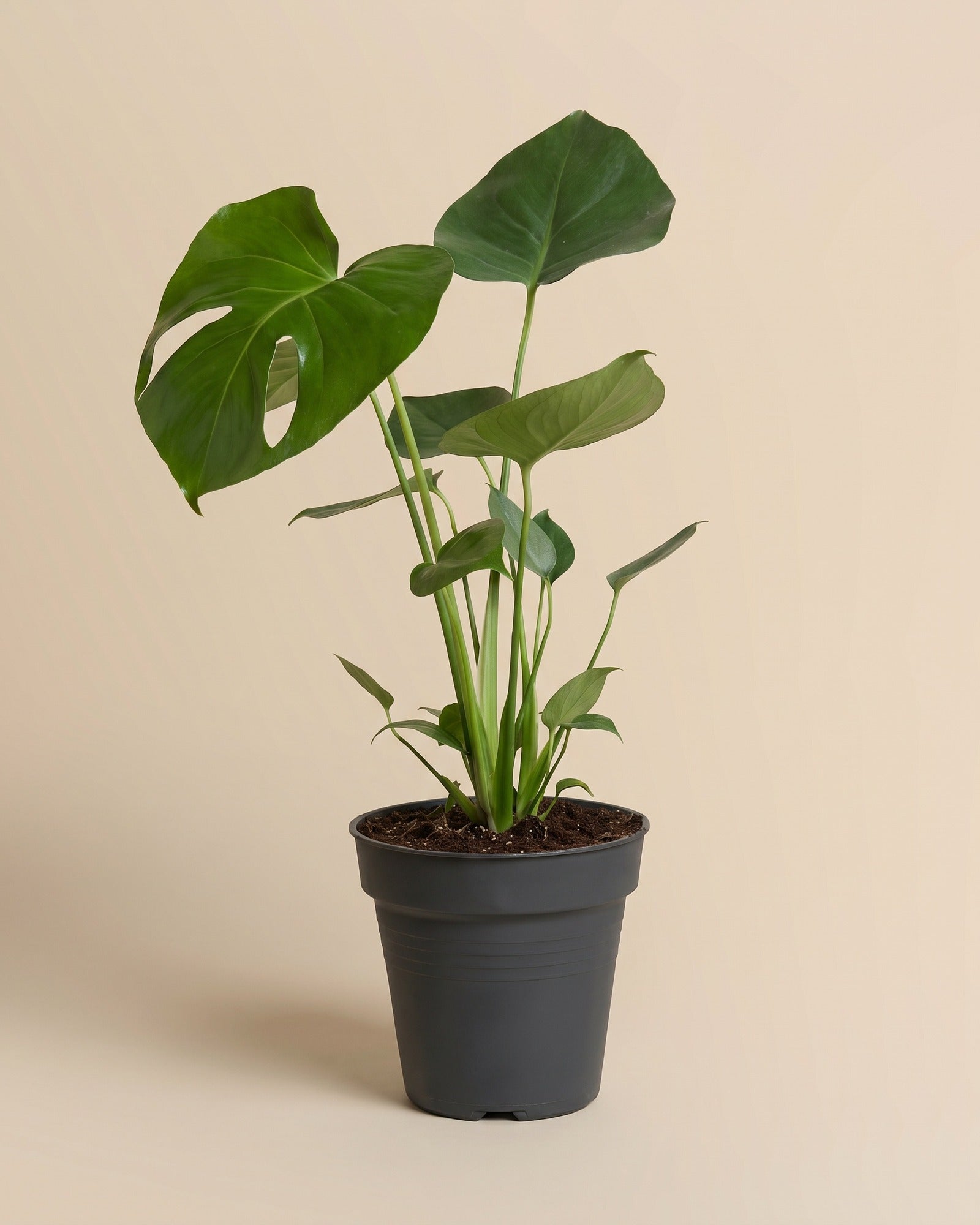 Eine Große Monstera mit zwei großen, tief eingeschnittenen Blättern an langen Stielen steht in einem dunklen Kulturtopf vor einem schlichten beigen Hintergrund.